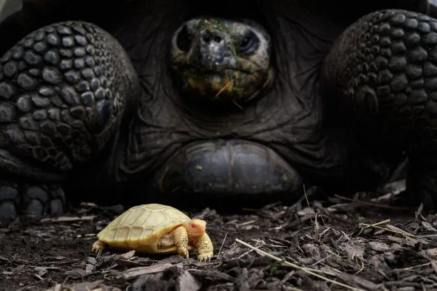 As tartarugas gigantes de Galápagos é considerada vulnerável