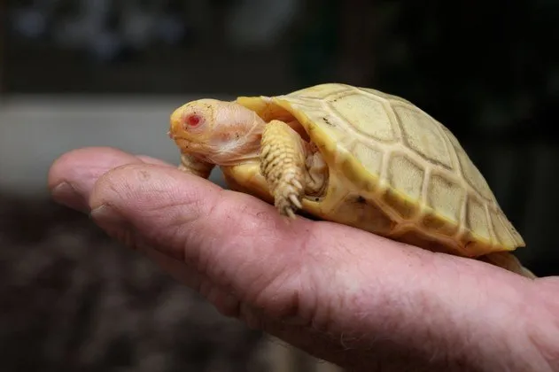 A tartaruguinha pesa cerca de cinquenta gramas e cabe na palma da mão