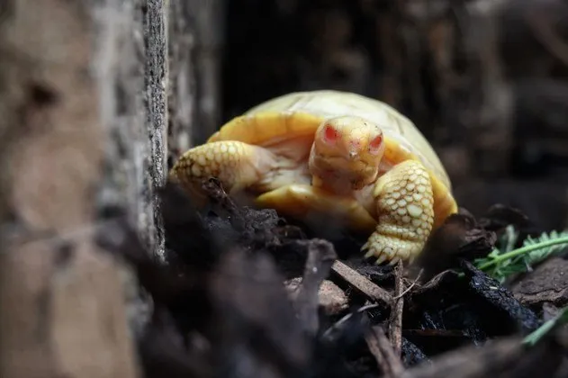 Tartaruga albina na natureza duraria apenas algumas semanas