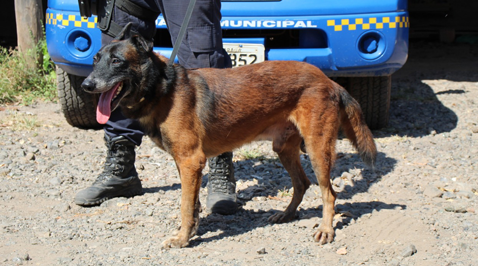 Guarda Municipal está usando cães farejadores na busca