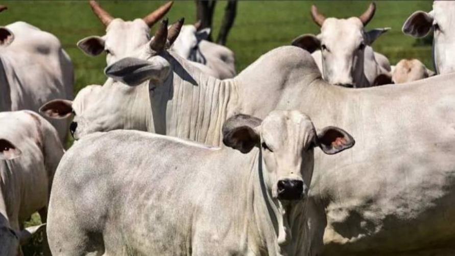Pará possui 3º maior rebanho do país com mais de 24 milhões de animais e é o maior produtor de bubalinos do Brasil