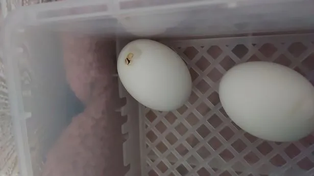 Mulher compra ovos e se assusta com nascimento de patinhos