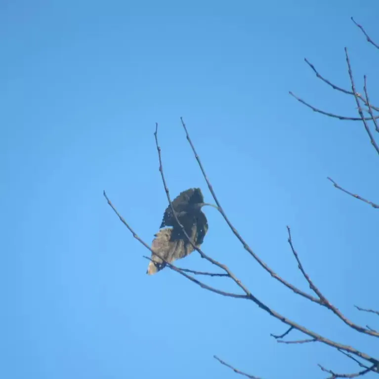 Primeira foto sem zoom