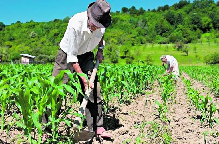 Perímetros irrigados iriam favorecer a agricultura familiar