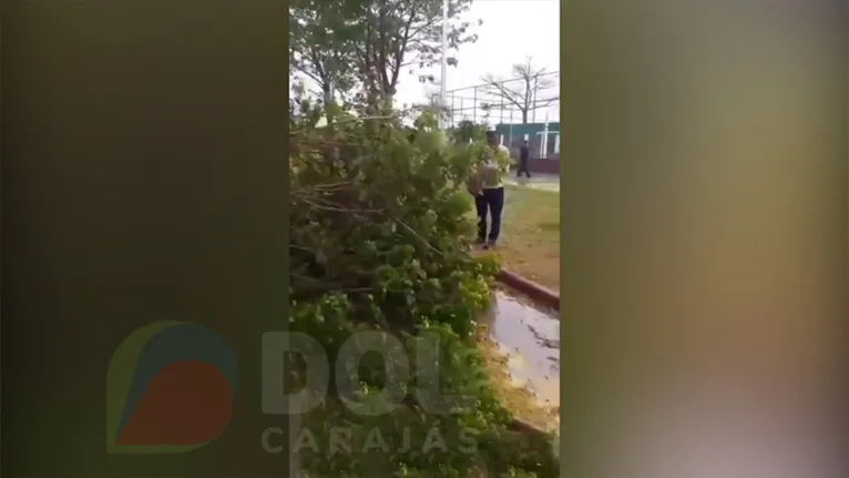 Árvore caída no Bairro Rio Verde