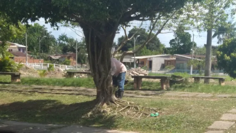 Derrubada dos vegetais foi terminar no final da tarde de hoje