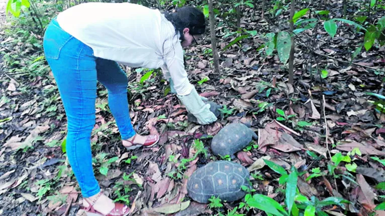 Os animais foram soltos no Parque Estadual do Utinga