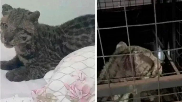 Animal silvestre encontrado na cama da criança