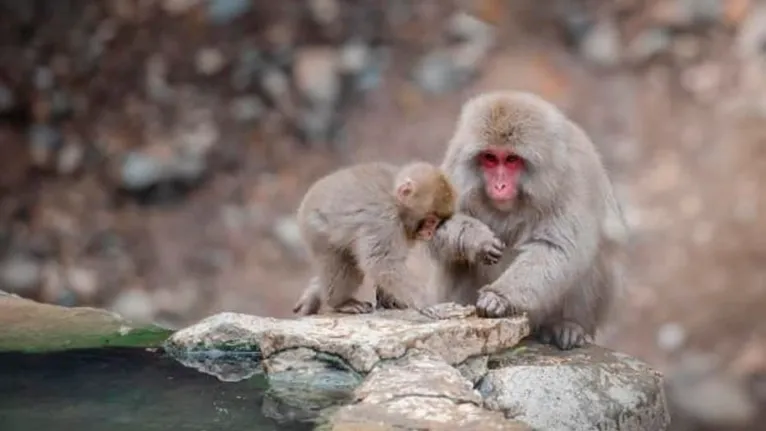 Macaco agarrou o bebê pela mão e o jogou do telhado