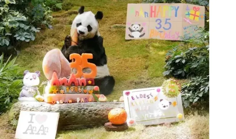 An An era o panda macho mais velho do mundo criado em cativeiro morreu aos 35 anos.