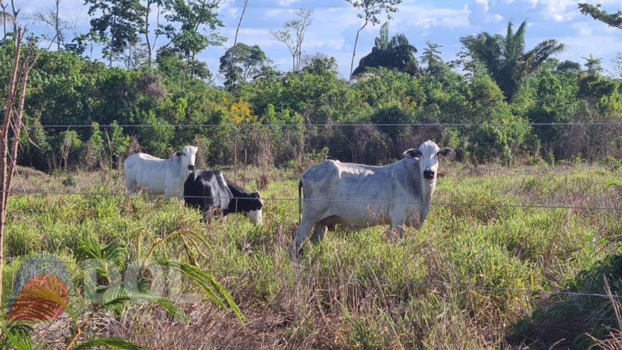 A Polícia Federal e a Adepará buscam o gado deixado por pecuaristas no território