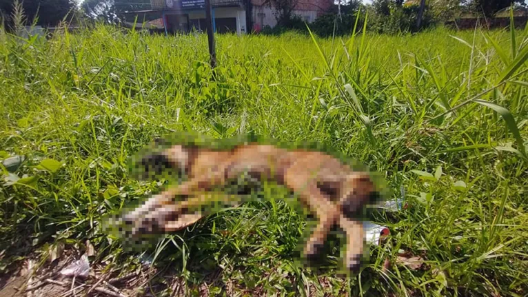 Mosqueiro: cão morre e motociclista fica ferido em acidente