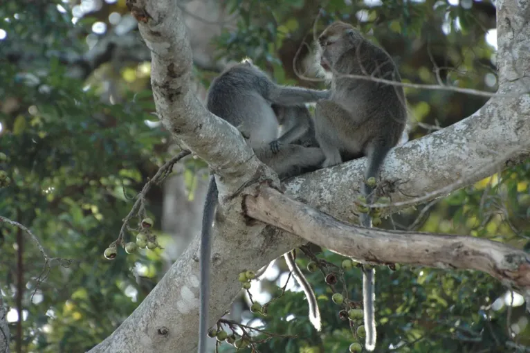 Macacos estão usando pedras para estimulação sexual