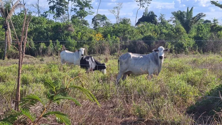 O gado foi deixado pra trás e agora manifestantes tentam impedir o trabalho da Adepará
