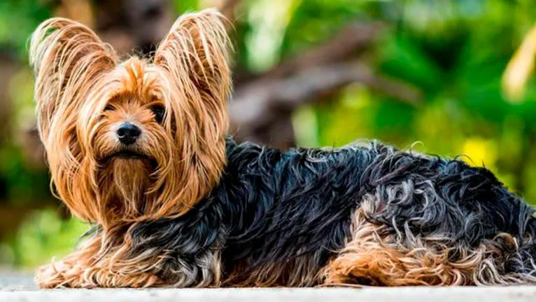 Todos os cachorros que passaram mal são até o momento de porte pequeno