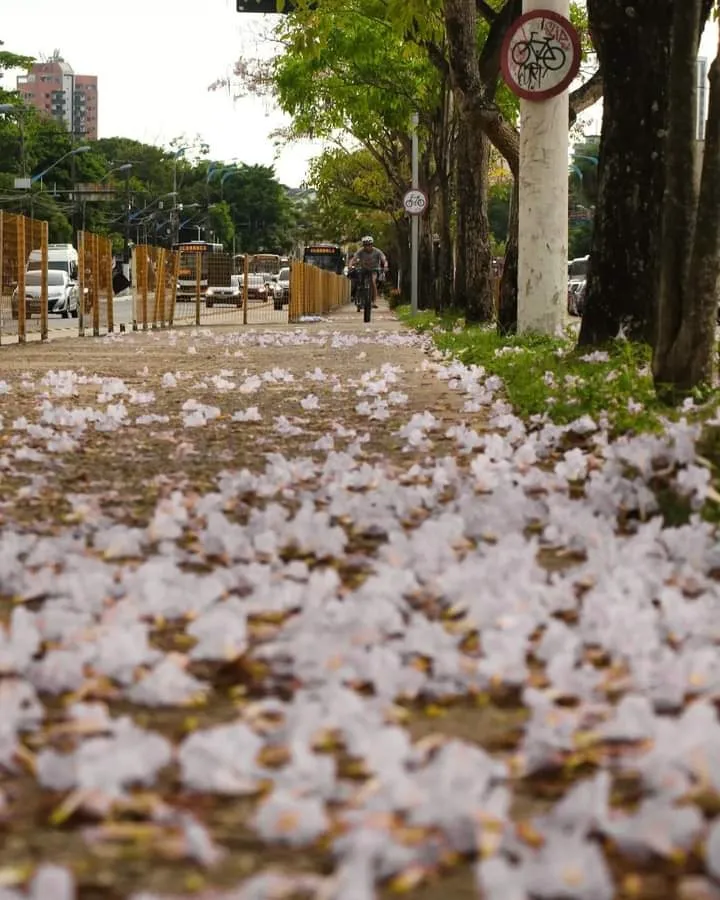 Fotos: Ipês florescem e colorem parques e avenidas em Belém