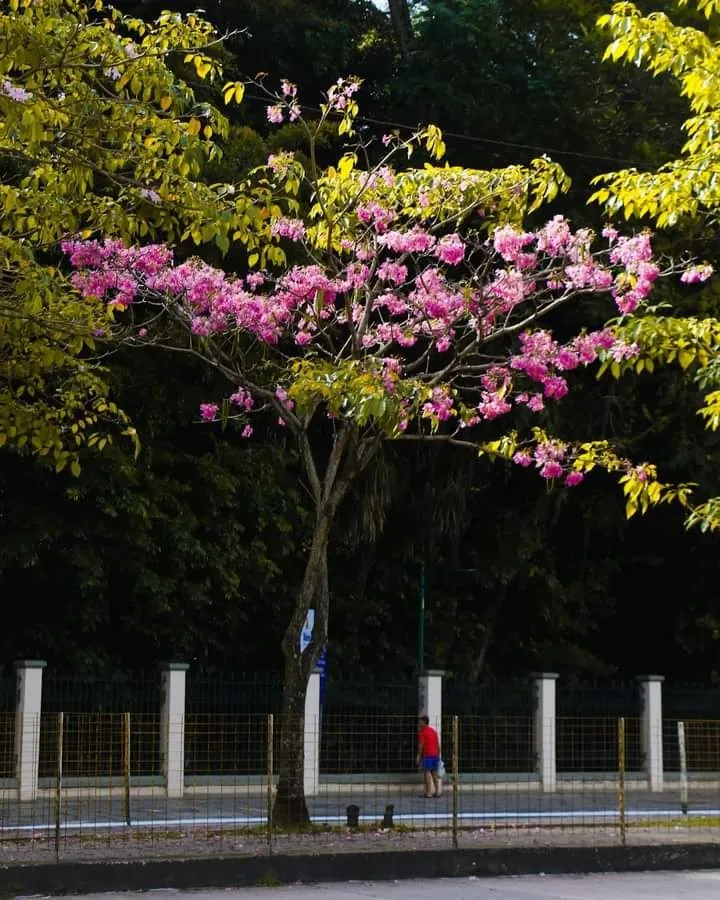 Fotos: Ipês florescem e colorem parques e avenidas em Belém
