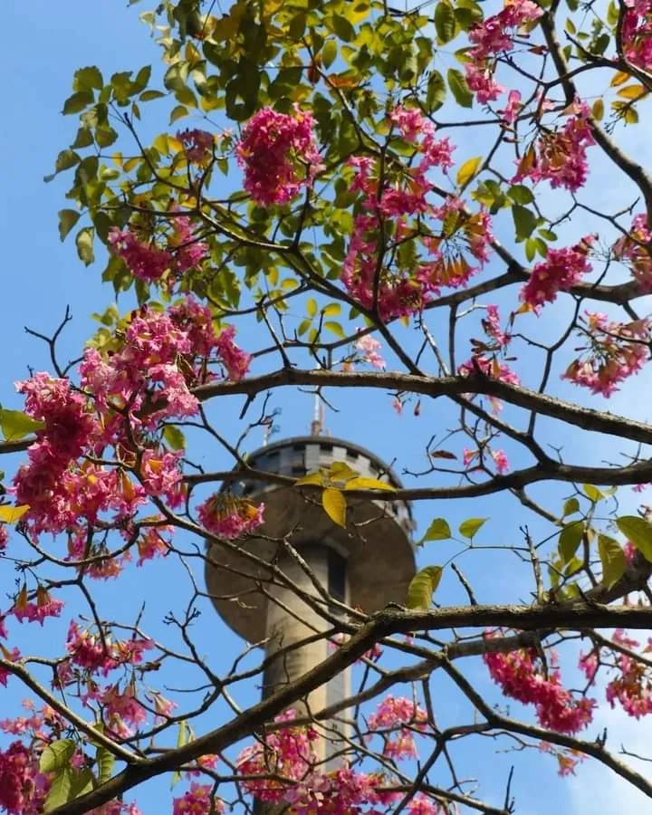 Fotos: Ipês florescem e colorem parques e avenidas em Belém