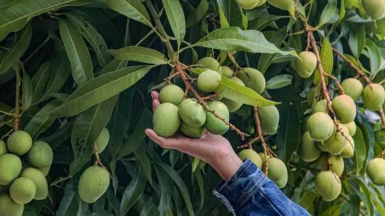 Dia da árvore: conheça a história das mangueiras em Belém