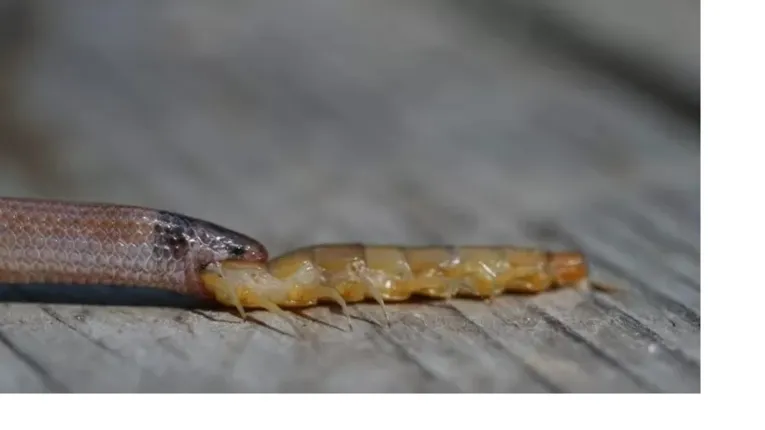 A serpente da espécie Tantilla oolitica, raramente encontrada na América do Norte.