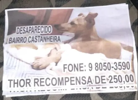 Família oferece recompensa de R$ 250 por cão desaparecido 