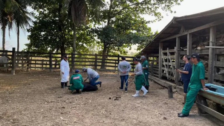 Servidores da Adepará imobilizam animal para a aplicação da vacina contra a febre aftosa