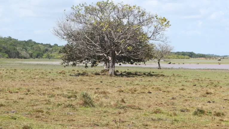 Campos de fazendas no Marajó foram algumas das paisagens presentes no percurso da maratona