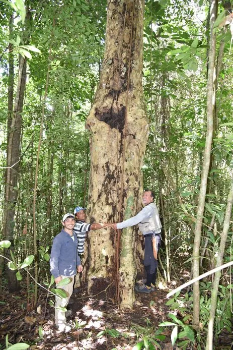 Espécie de árvore gigante da Mata Atlântica