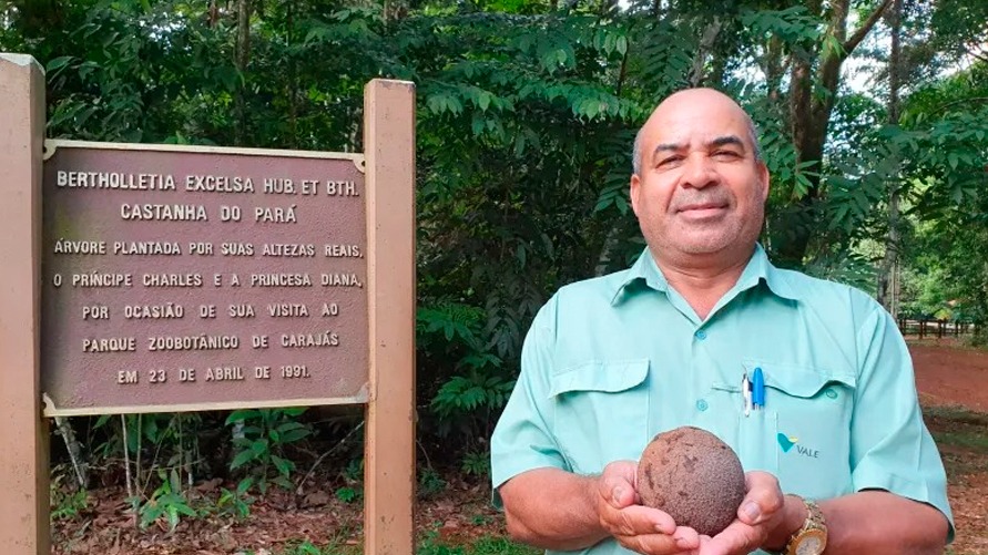 Técnico Jeovanis Oliveira com o primeiro ouriço da castanha plantada pelo então casal real