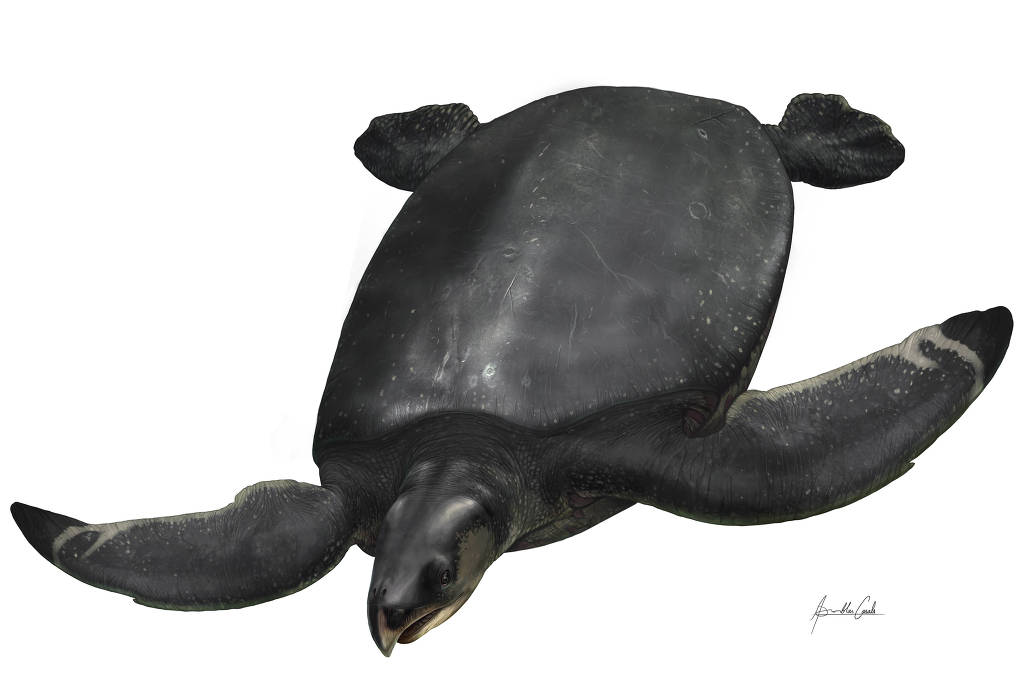 Reconstrução do fóssil Levianthanochelys aenigmatica, tartaruga marinha encontrada em rochas da região dos Pirineus, na Espanha.