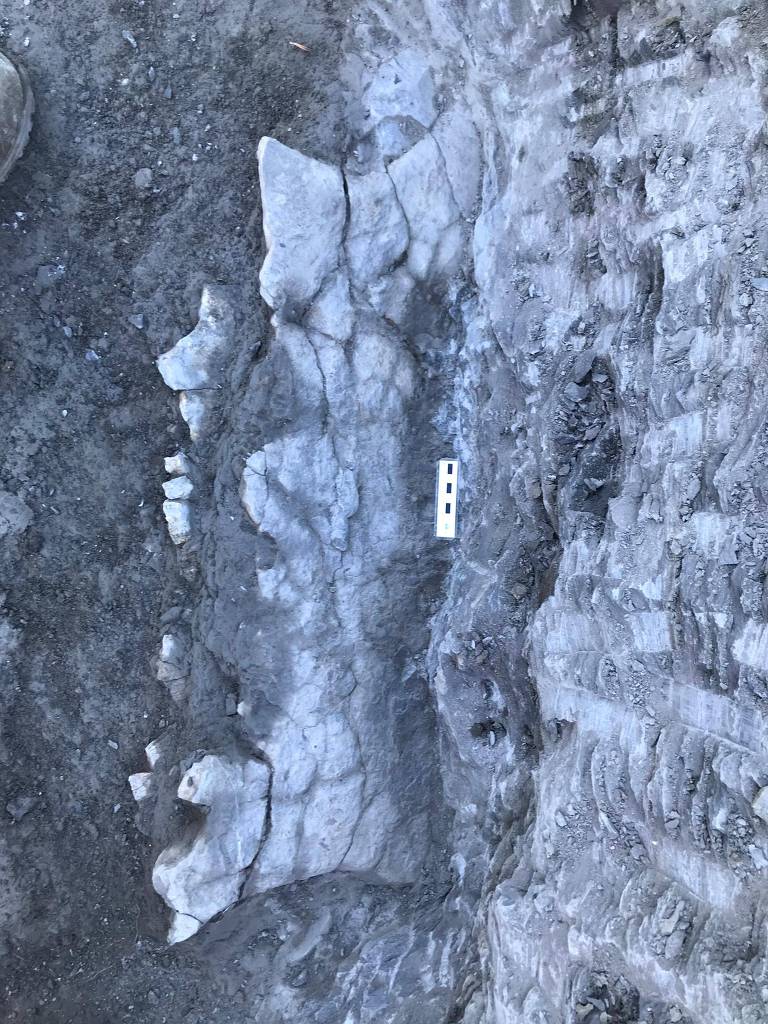 Restos fósiles de Levianthanochelis enigmatica en roca sedimentaria