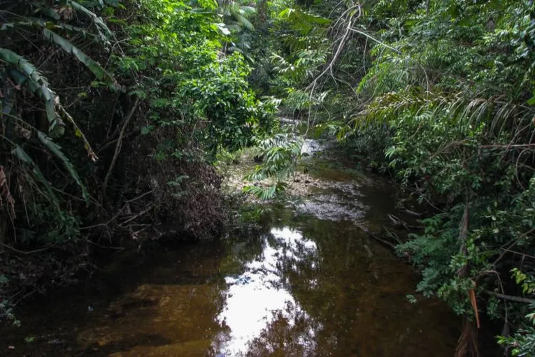 Nova espécie de tartaruga é encontrada no Pará