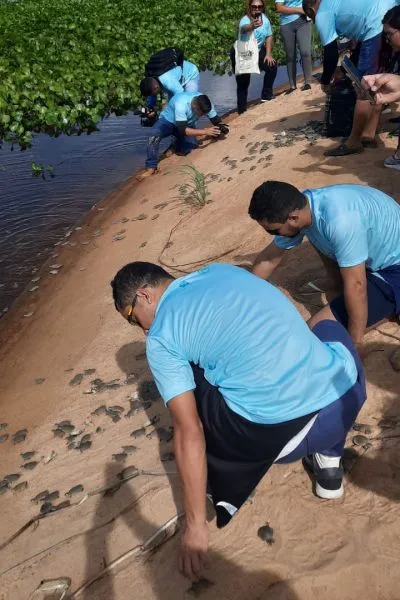 Mais de 6 mil quelônios foram soltos no Rio Xingu no Pará
