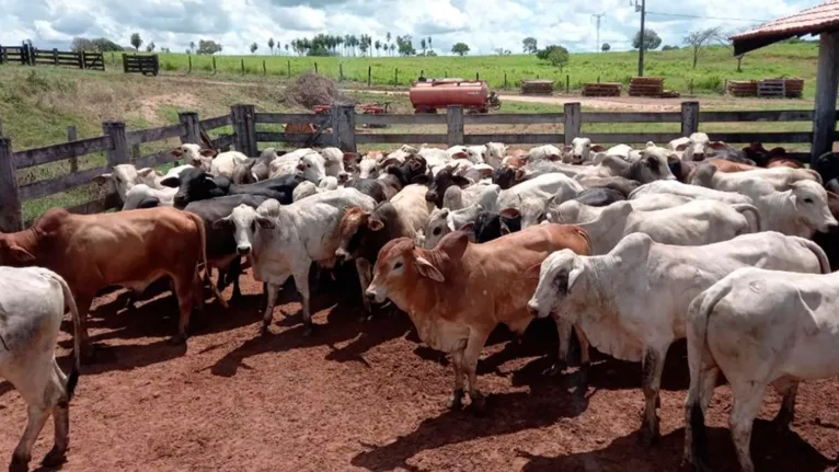 Detentor de um rebanho de 25.180.621 bovídeos - o terceiro maior do Brasil -, o Pará registra uma condição inusitada em um cenário de graves agressões ao meio ambiente