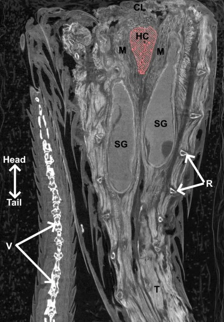 Ilustração mostra clitóris — hemiclitores (em vermelho) ao lado das glândulas odoríferas marcadas