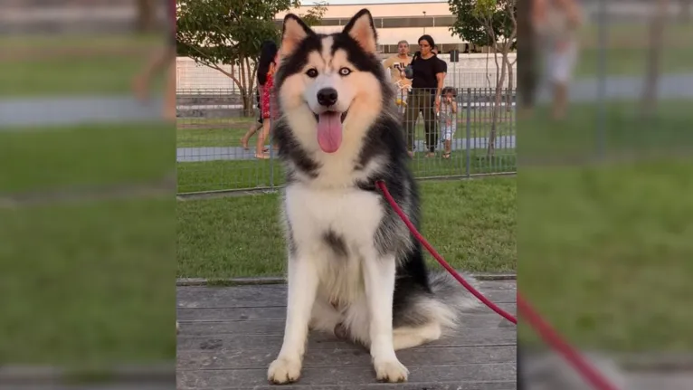 Thor é um Husky Siberiano de um ano e sete meses.