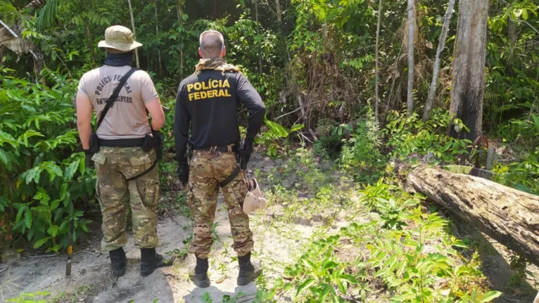 Vídeo: PF destrói 130 mil pés de maconha em terra indígena