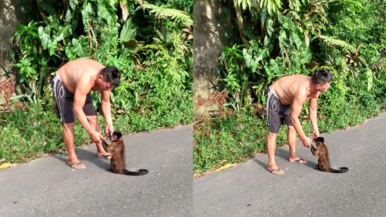 Macaco que atacou moradora da Grande Belém volta às ruas
