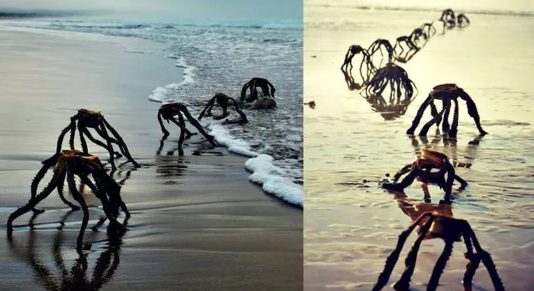 As imagens deixaram os visitantes da praia desesperados