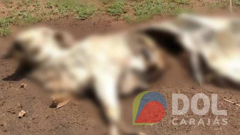 A carcaça de um animal bovino foi encontrada no local