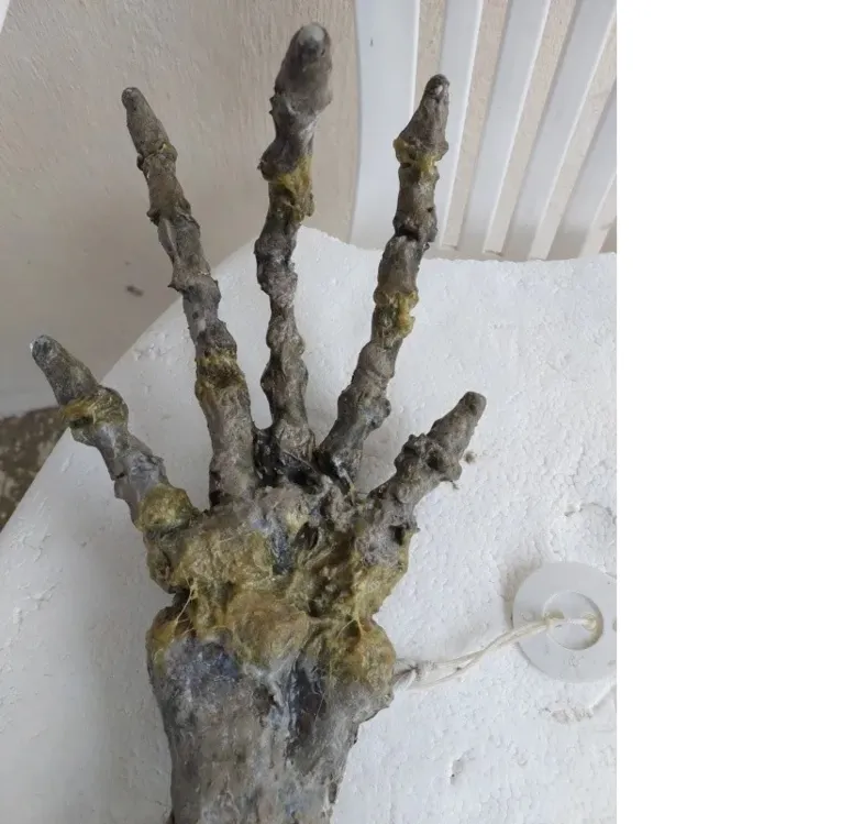 Esqueleto de 'mão gigante' achada na praia da  Ilha Comprida, no litoral de São Paulo