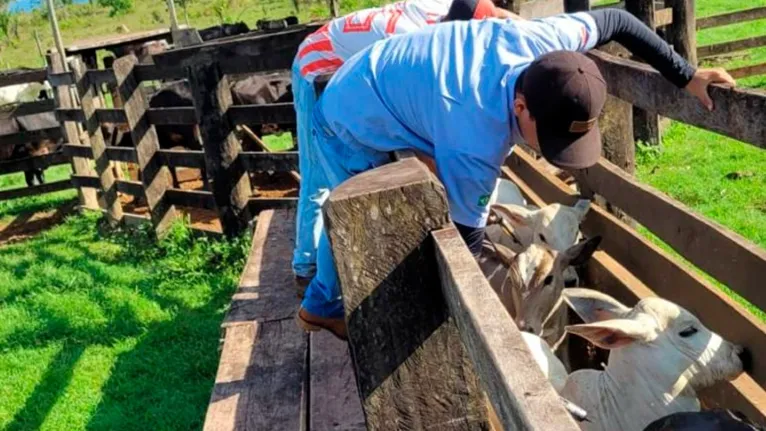 O produtor que não notificar a vacinação estará sujeito à multa, cujo valor pode variar de acordo com a quantidade de animais