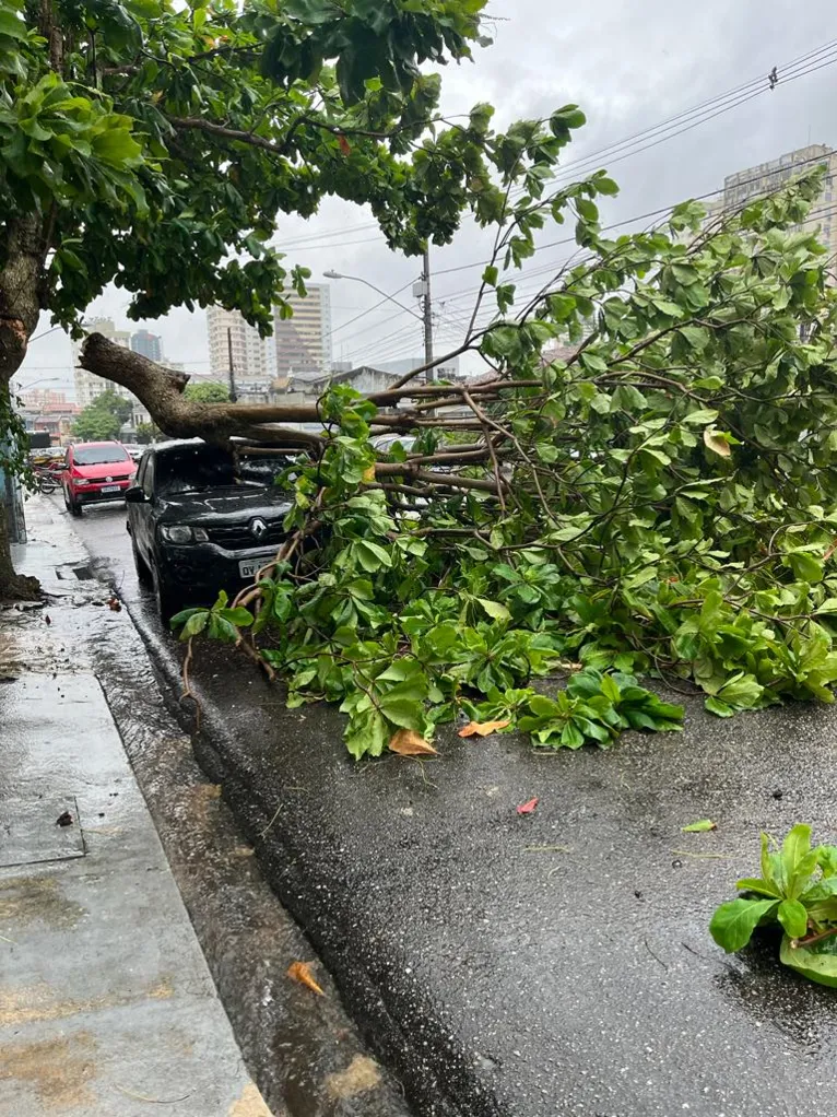 Galho de árvore cai e danifica carros em Belém