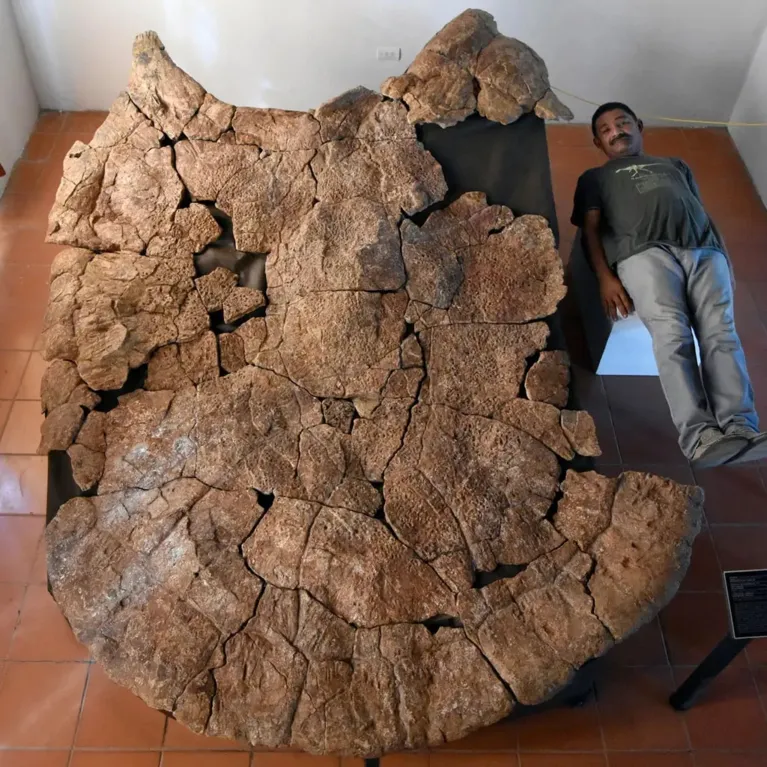 Fóssil da tartaruga gigante encontrada na Espanha