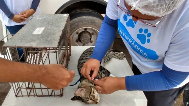 Além da castração, haverá vacinação de cães e gatos que habitam a Ceasa