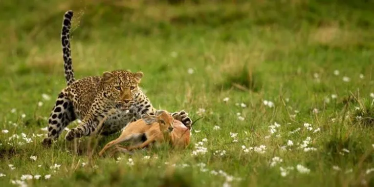 Foto intitulada "A surpresa do leopardo"