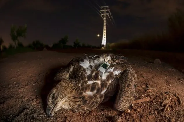 Foto intitulada "Bruma" a (o nome do animal)