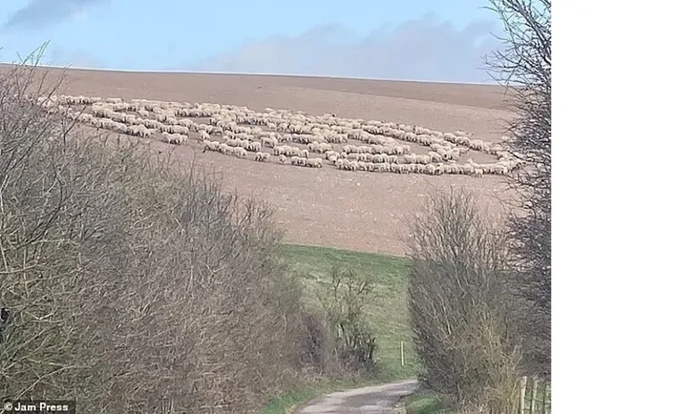 Ovelhas foram vistas em círculos concêntricos em East Sussex.