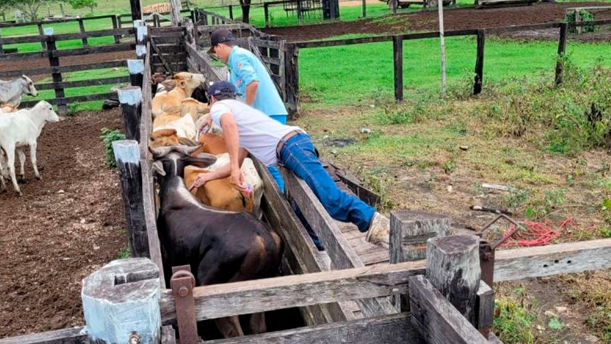 Cerca de 10 milhões de bovinos e bubalinos devem ser vacinados na segunda etapa de vacinação contra a febre aftosa