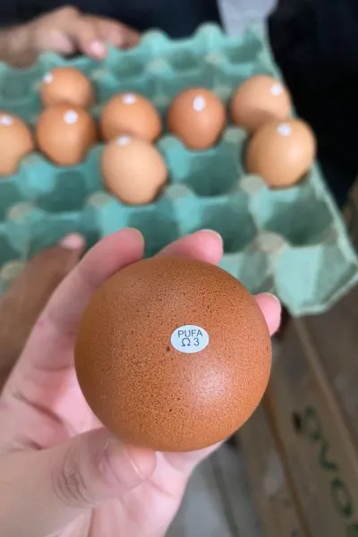 Quase 280 mil ovos de produção clandestina são apreendidos
